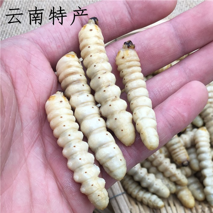 新鲜柴虫木花蛤虫柞天牛木虫食用野生哈虫云南特产顺丰包邮