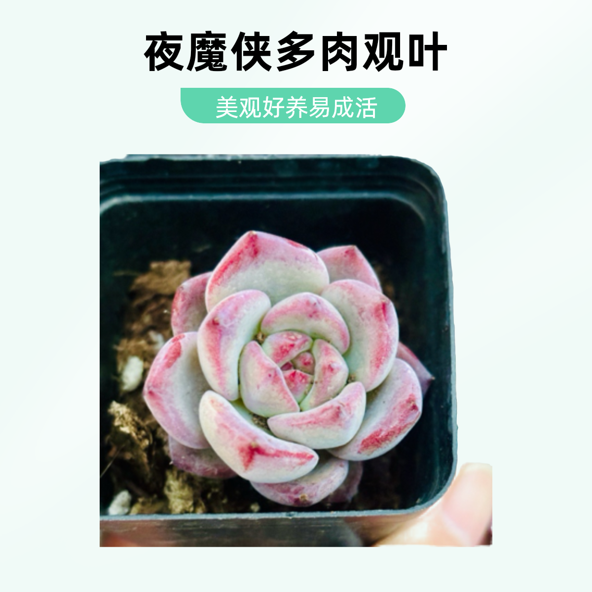 满9.9包邮夜魔侠多肉植物单双头盆栽植物