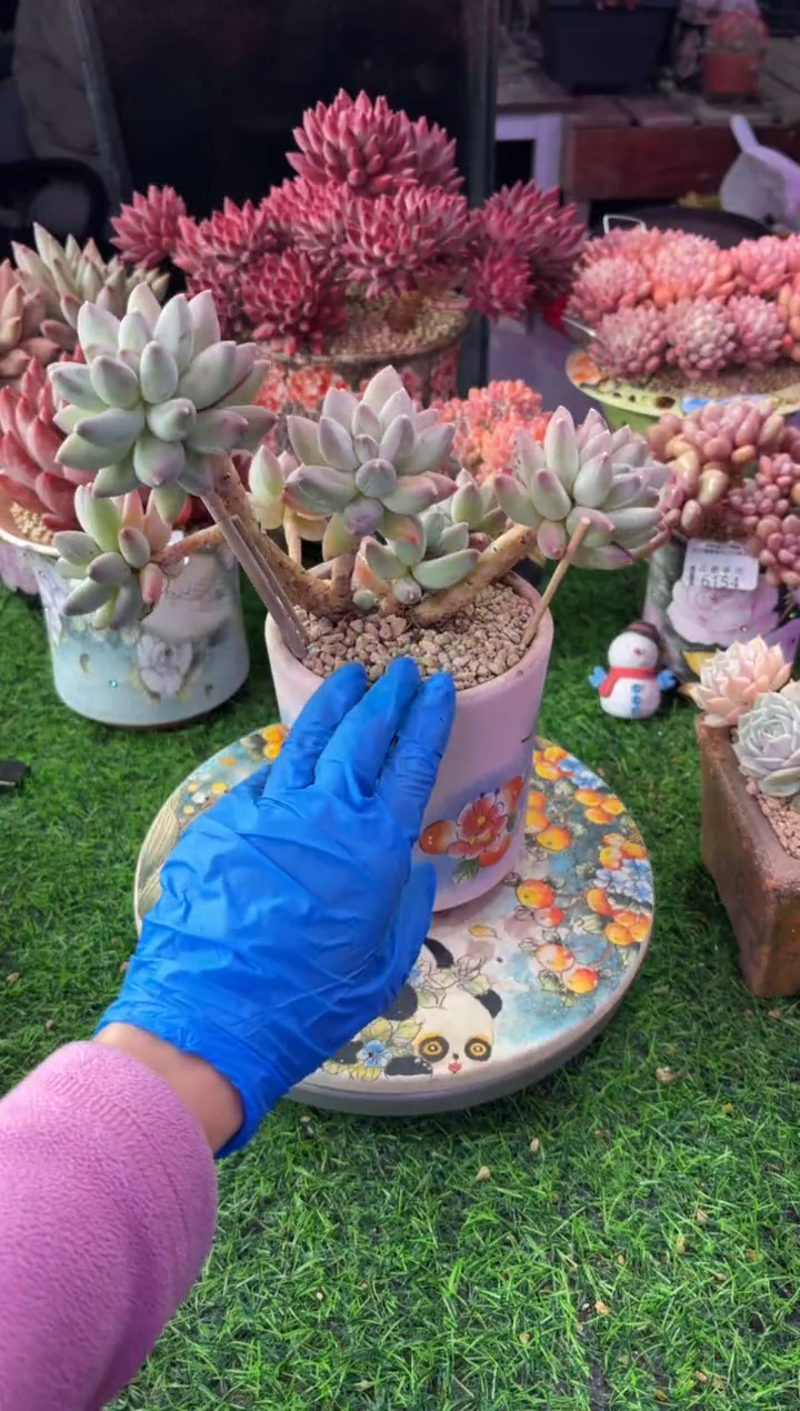 昆明印象多肉6285