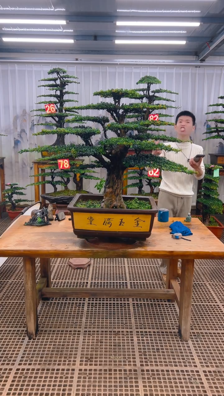 无花朵强*精品盆景直播间一物一拍