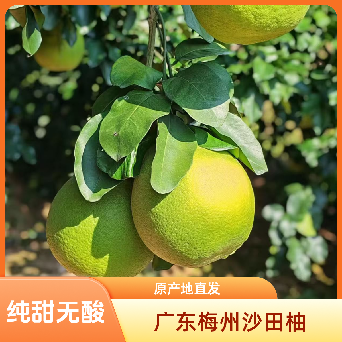 【花皮果】广东梅州沙田柚纯甜无酸孕妈妈水果新鲜采摘应季