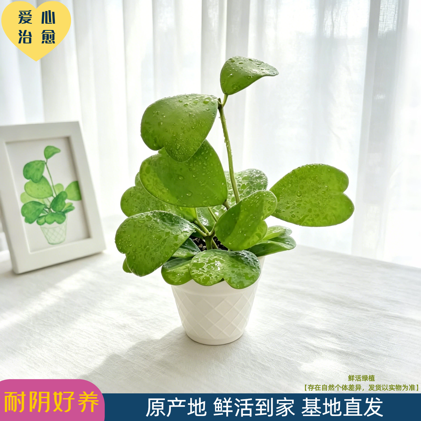 心叶球兰 植物绿植心形叶子 四季常青好养易活盆栽室内外花卉摆件商品图