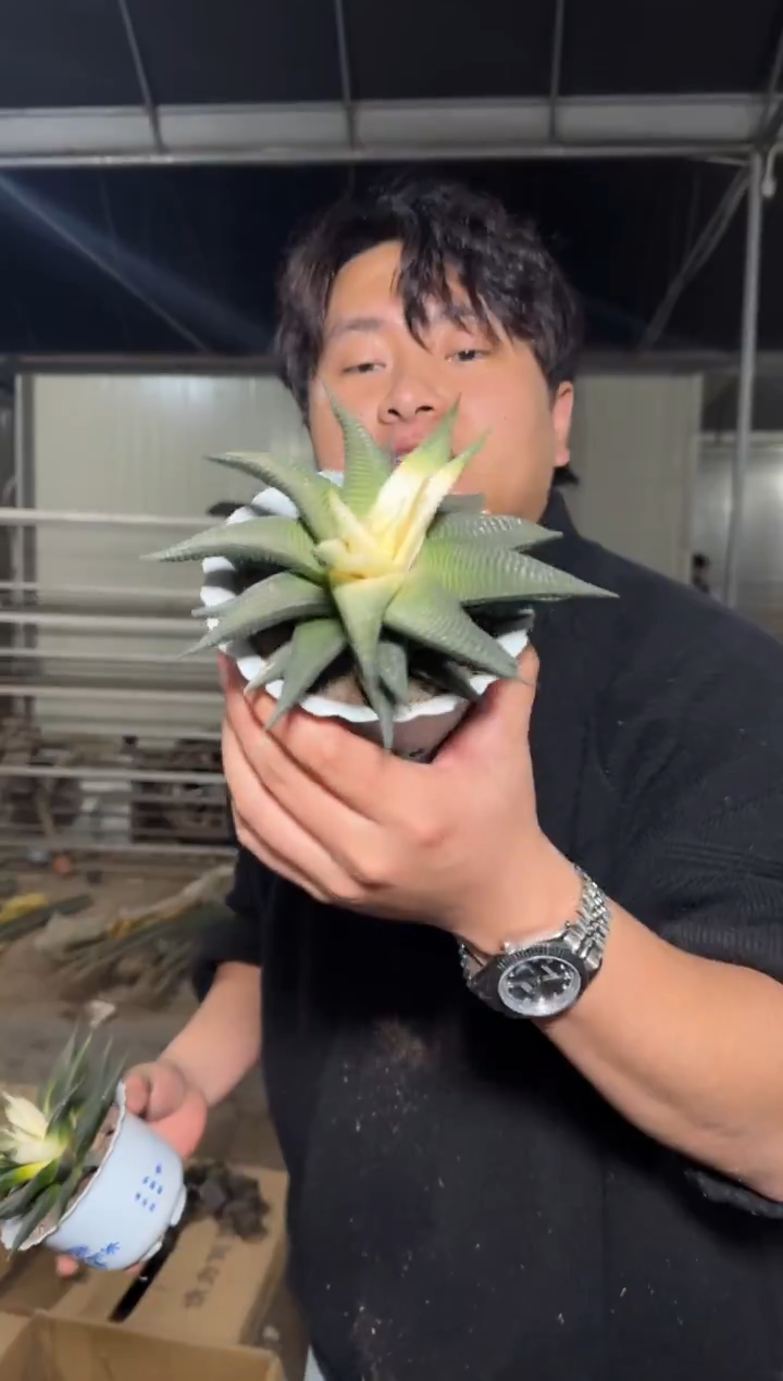 2颗 琉璃殿 锦【带根】