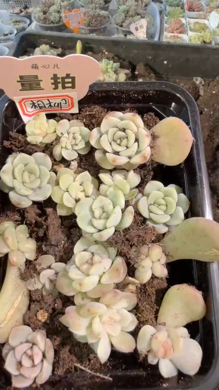 相柳 切糕1盒 量拍多肉植物