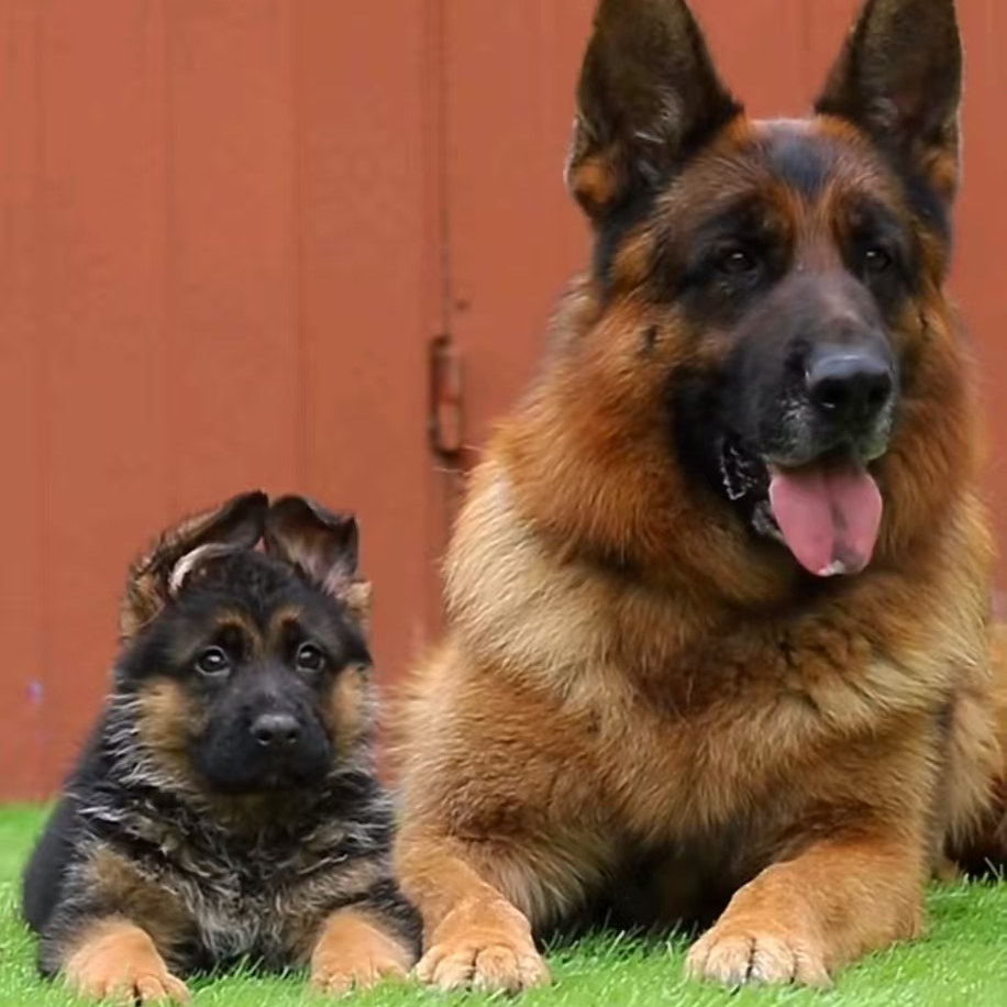 [小刘家的德牧犬舍]T狗狗活体