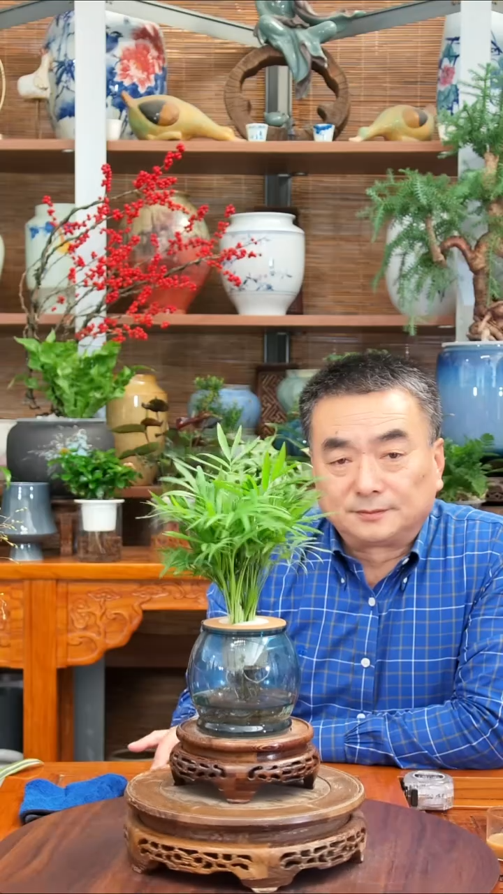 无花朵山**怀水之韵水培小椰子