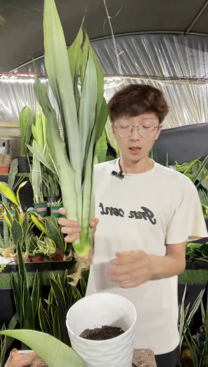 特大高脚白玉裸根16.8