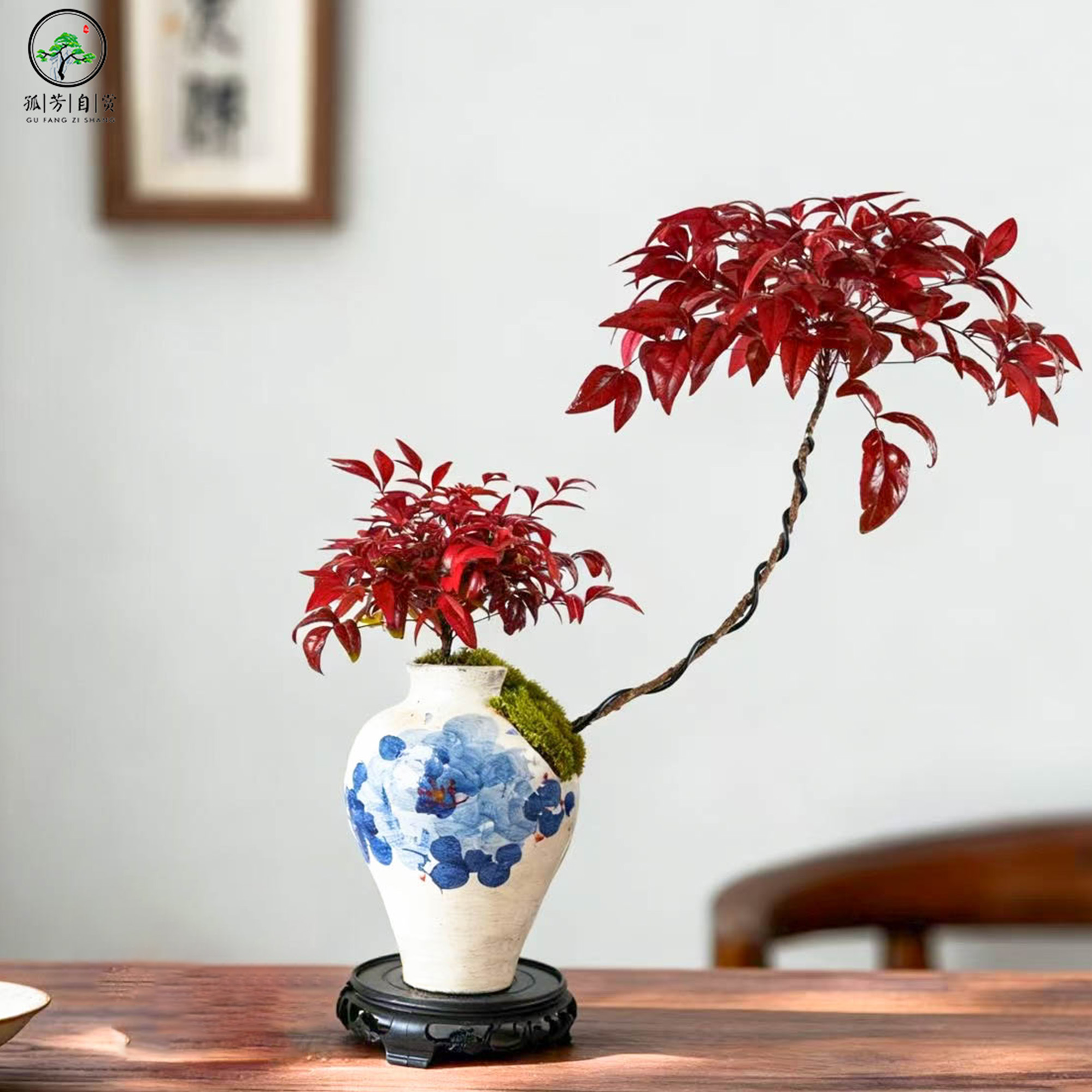 【鸿运当头】火焰南天竹盆景茶室室内高档植物组合盆栽庭院造景中式