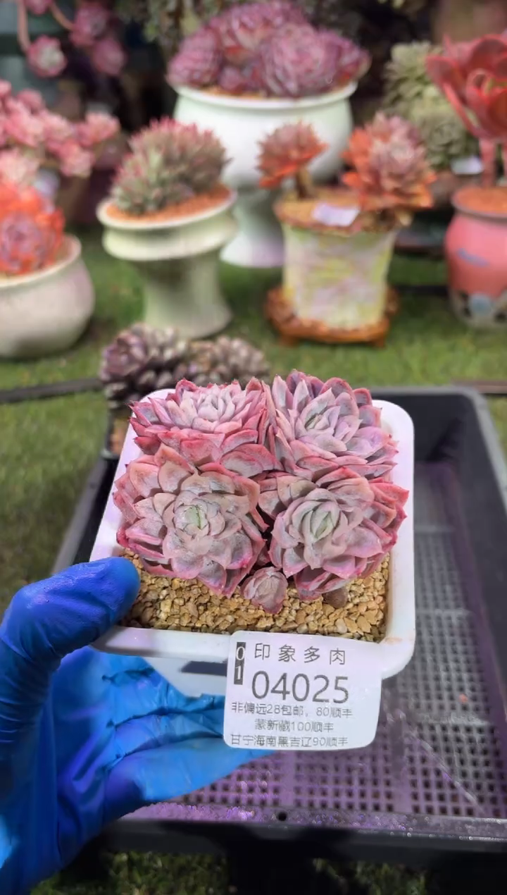 【闪购商品】04025