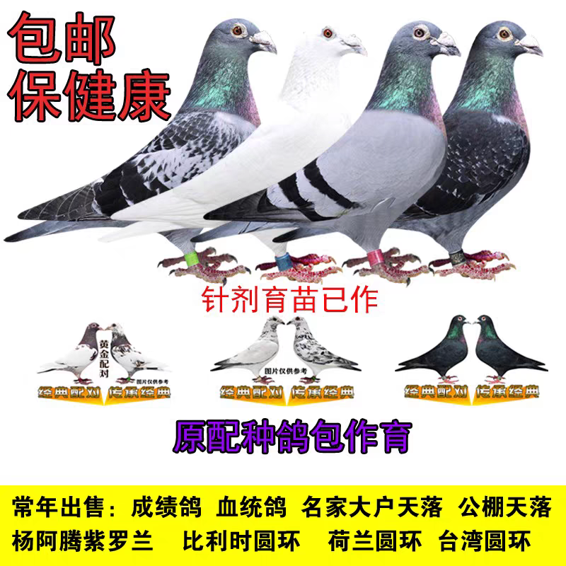 鸽子信鸽种鸽幼鸽国血西翁李鸟吴淞