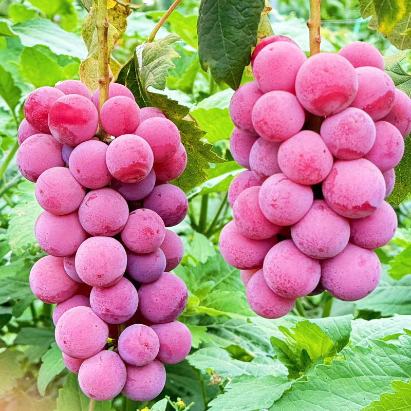正宗妮娜皇后葡萄新鲜当季水果云南省