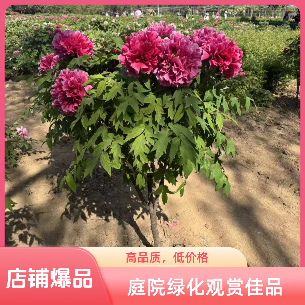 花王独杆牡丹树耐寒好养适合室内外盆栽地栽