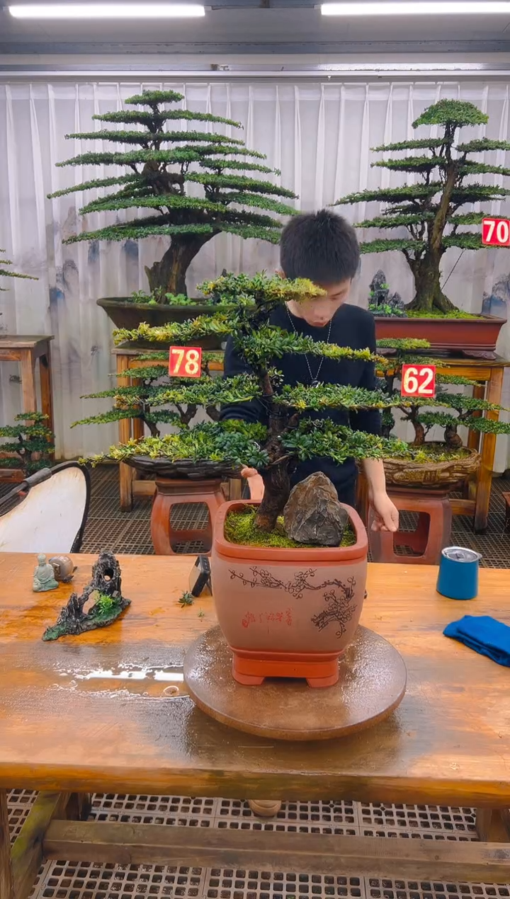 无花朵精品盆景直播间一物一拍