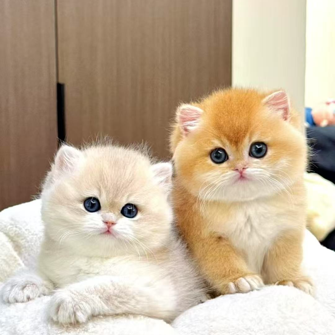 【泡泡猫舍】菜菜猫咪活体猫猫萌宠金渐层银渐层布偶曼基康拿破仑