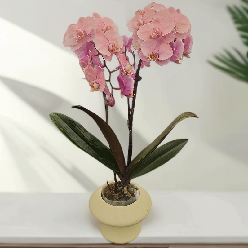 【马卡龙】-好养活卧室耐养带花带花苞开花