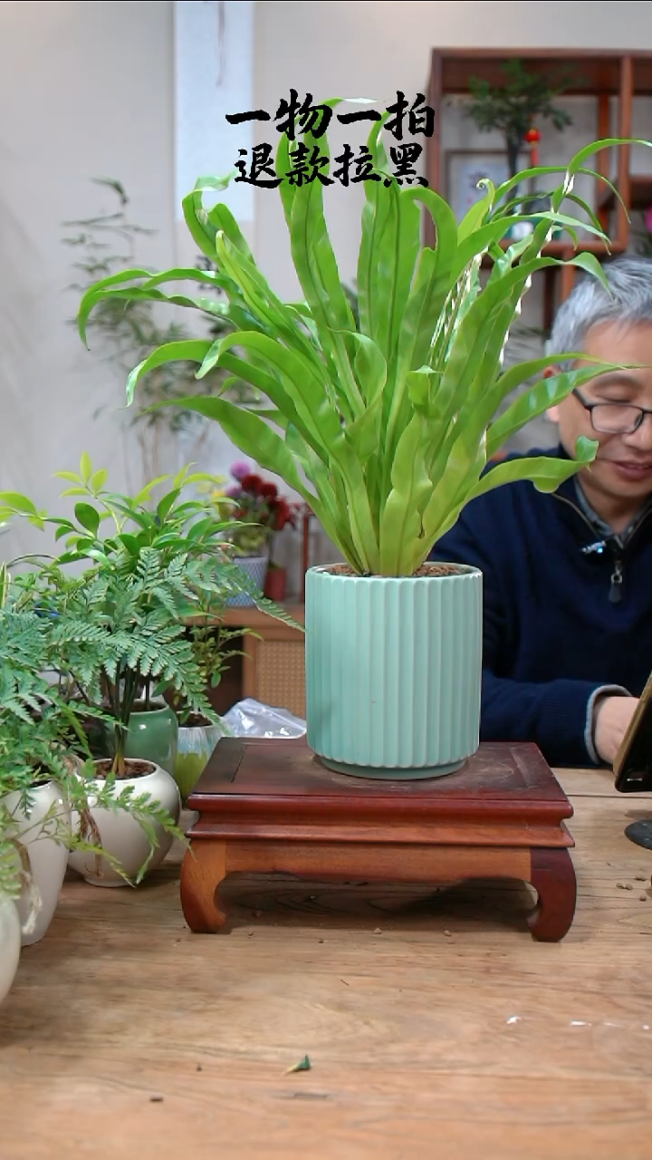 完全开放拾***基鸟巢蕨378