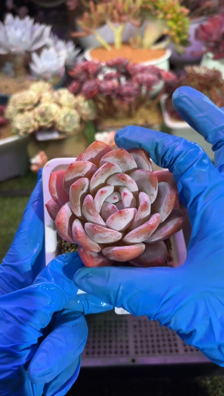 【闪购商品】15070