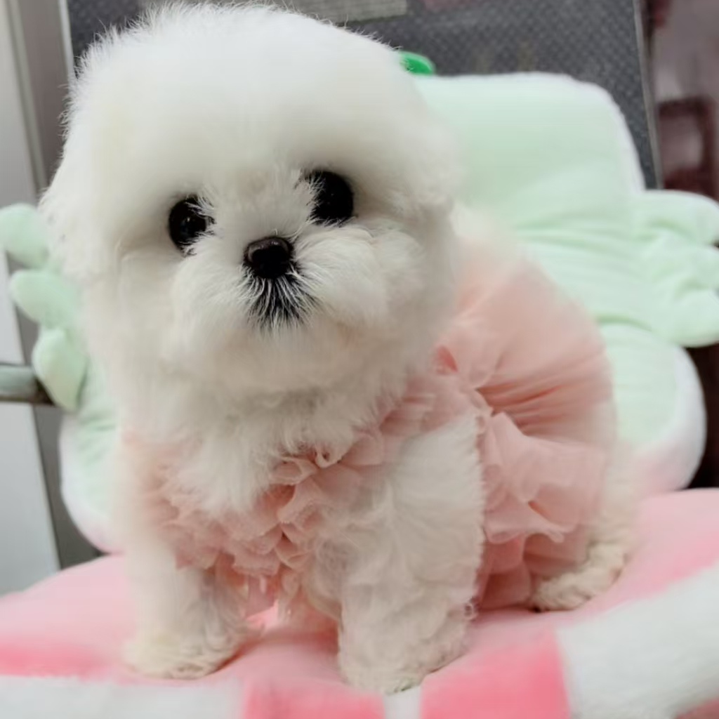 （宠哥萌犬）比熊泰迪犬 宠物活体狗狗