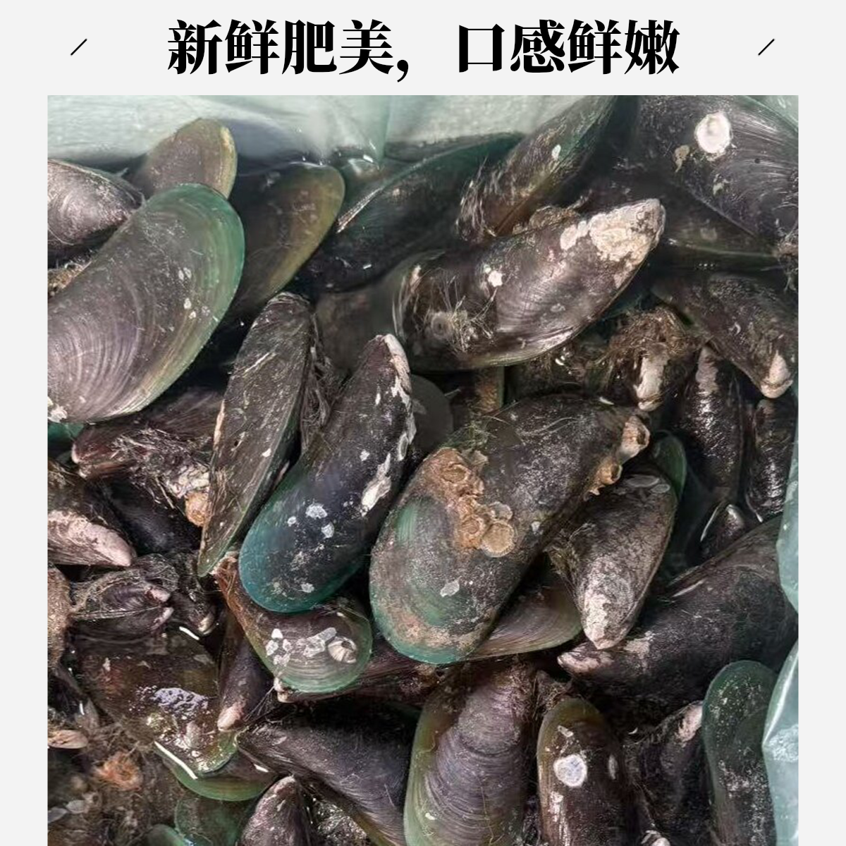 青口贝500g
