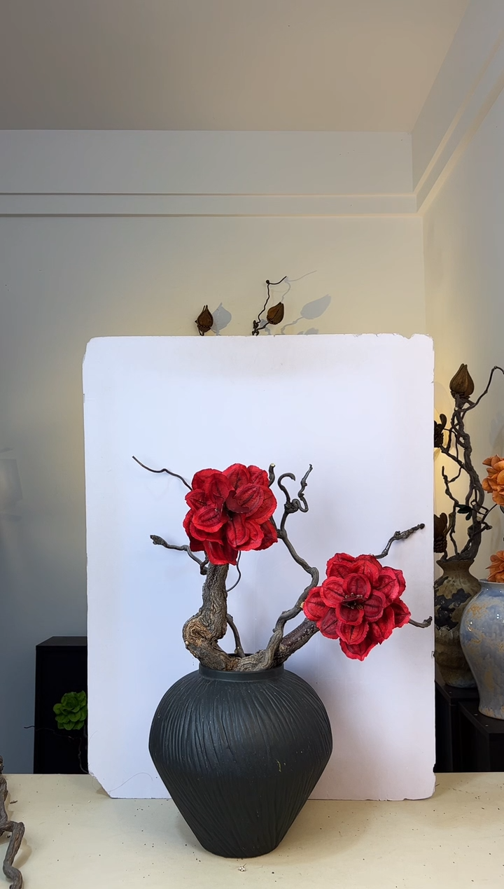 迟****?龙枣枝蓝花楹（特价不退不换）