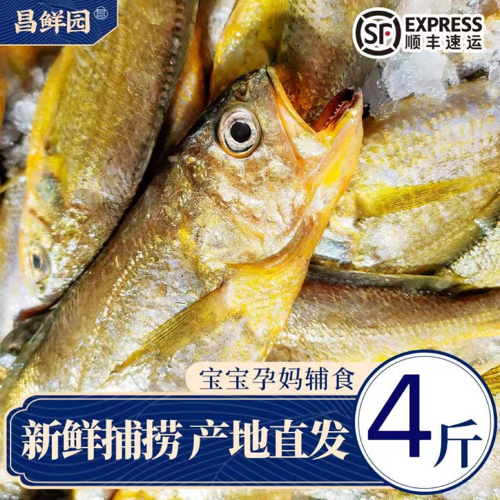 H 舟山海鲜深海小黄鱼生鲜冷冻鲜活10-12条/斤 