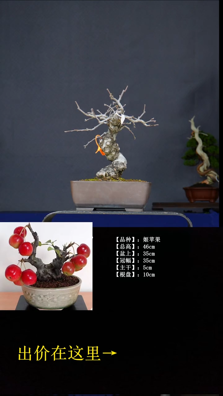 无花朵姬苹果 不包邮