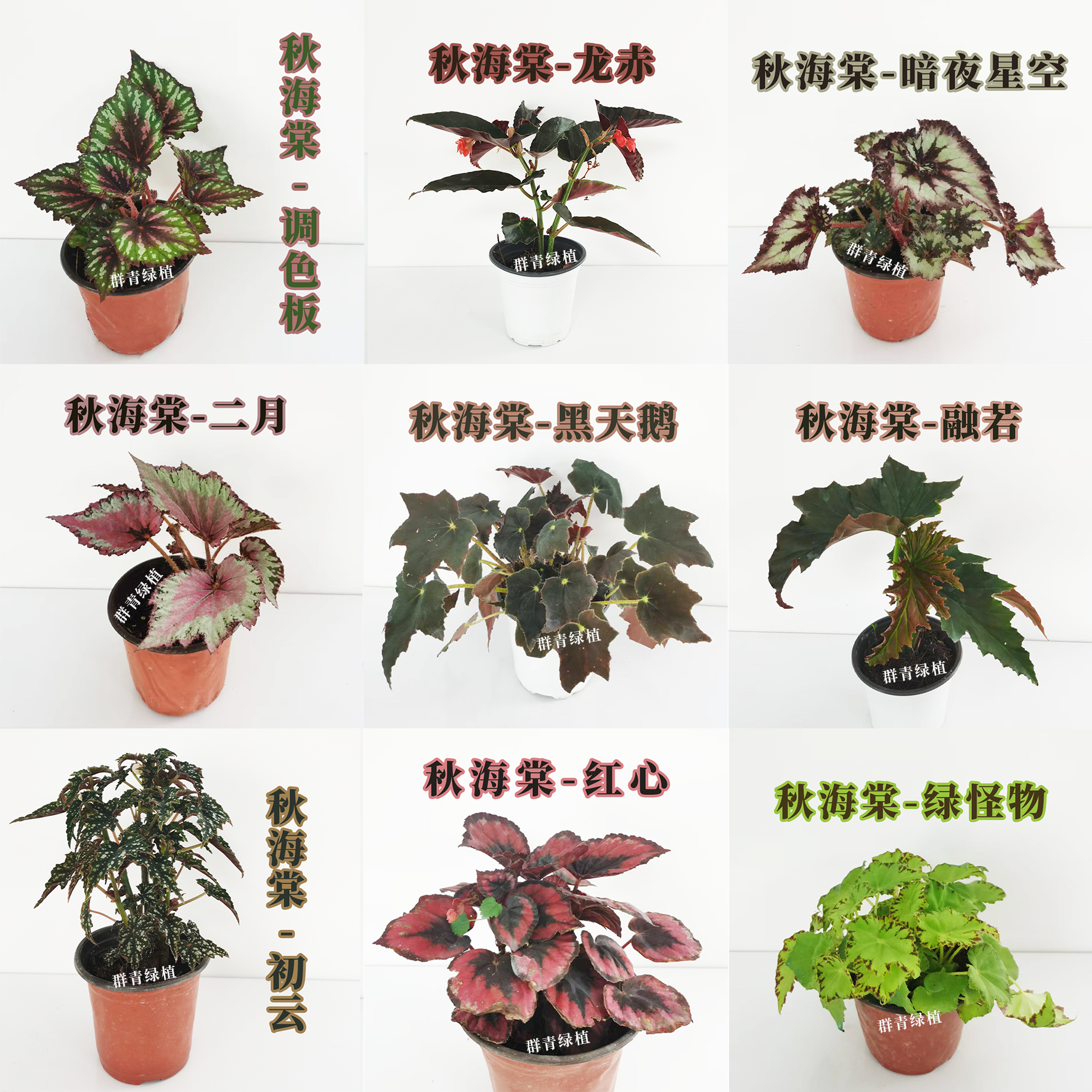 【大棚专属】秋海棠室内观赏植物好养易活网红盆栽叶损不包售后