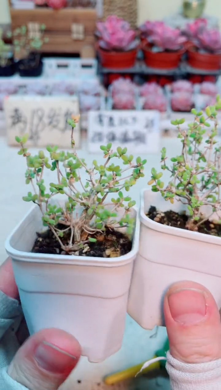 【闪购商品】米粒枝干