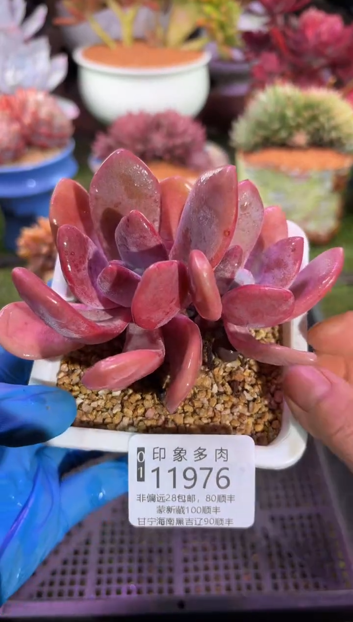 【闪购商品】11976