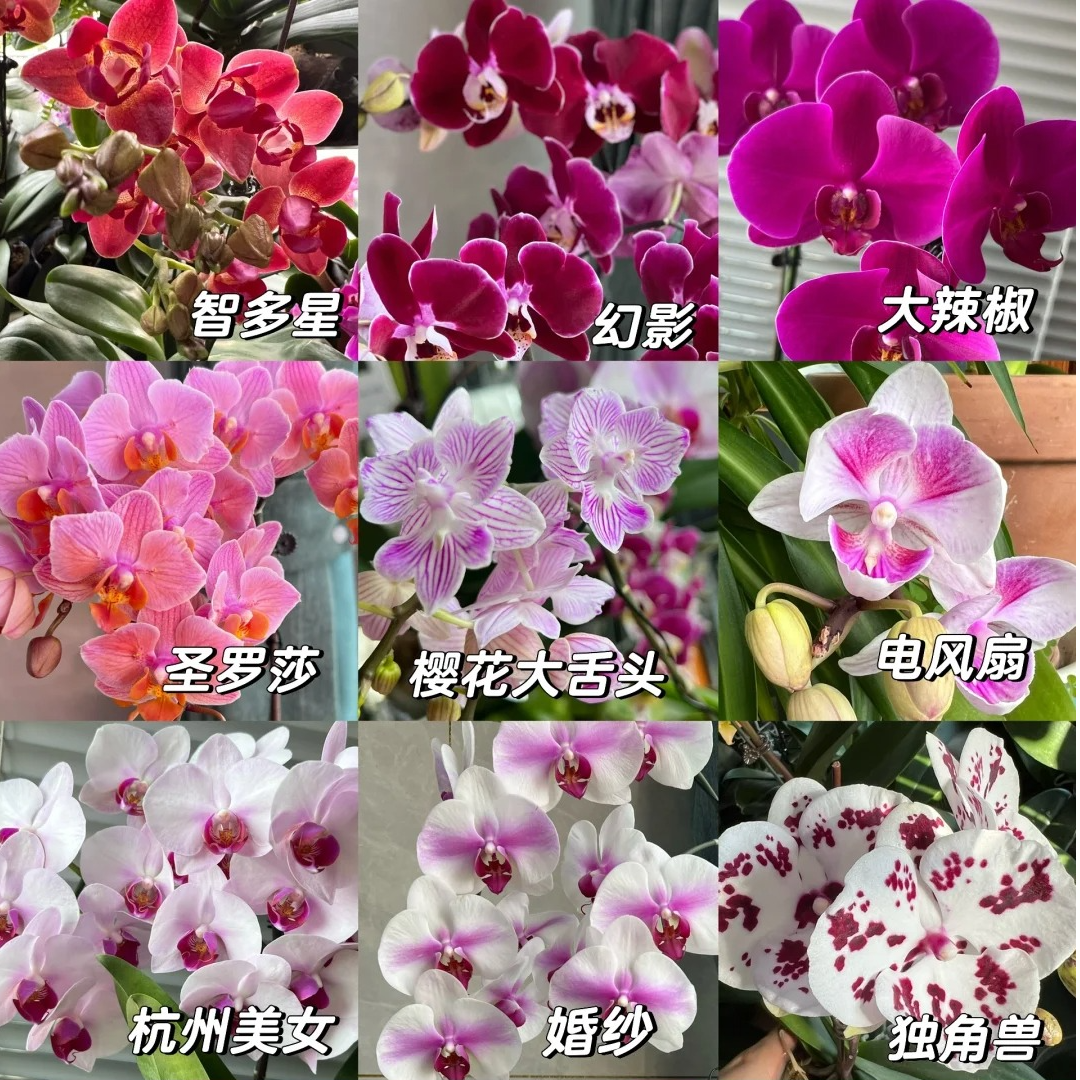 【源头优选】蝴蝶兰-盆栽水养插花用云南直发鲜花