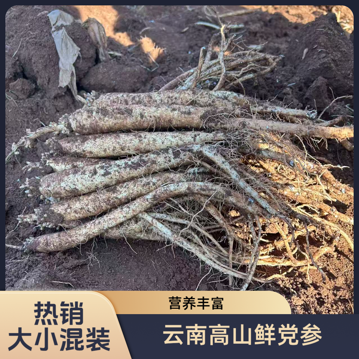 云南新鲜党参（大小混装）现挖现发可煲汤泡酒滋补养生