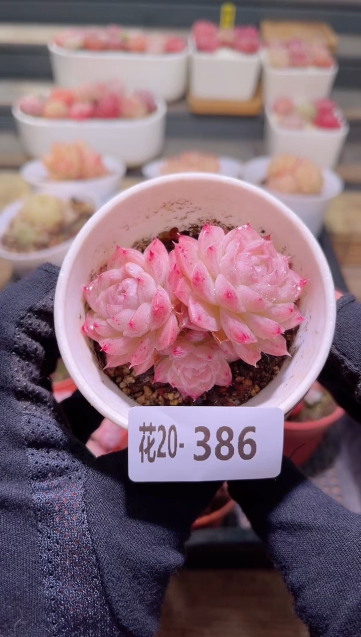 【闪购商品】20-386麦秆