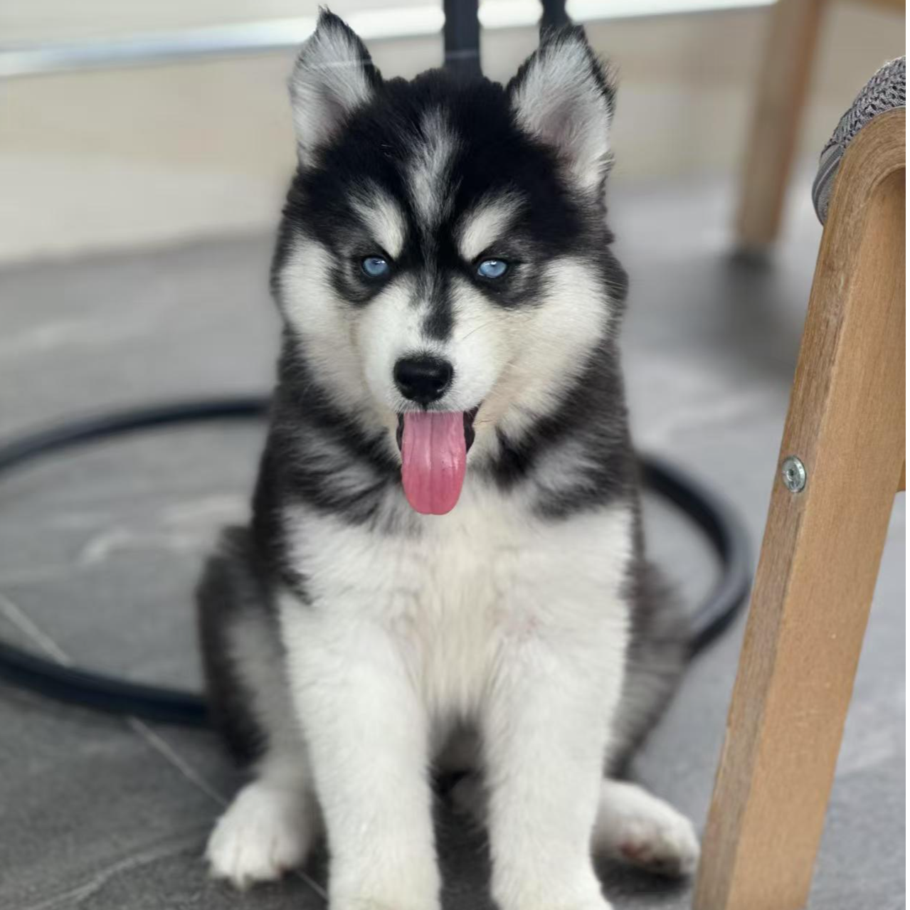 {致远犬舍}T活体宠物家庭宠物狗活体幼犬