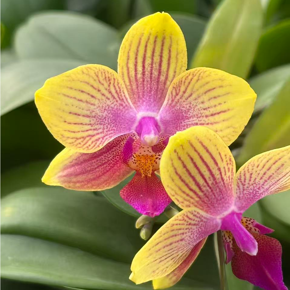 1.7寸苗【柳林1783】蝴蝶兰浓香精品兰花花卉绿植好养易活