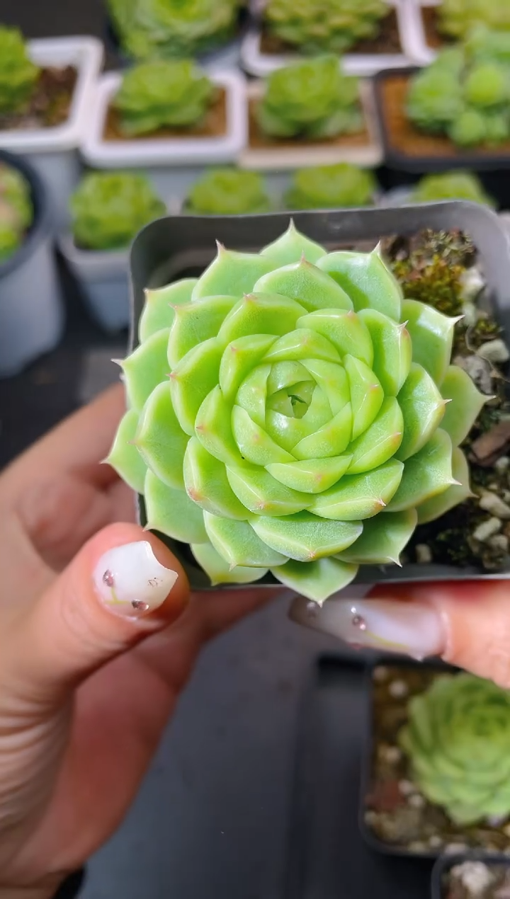 058优选白粉包量拍发一颗