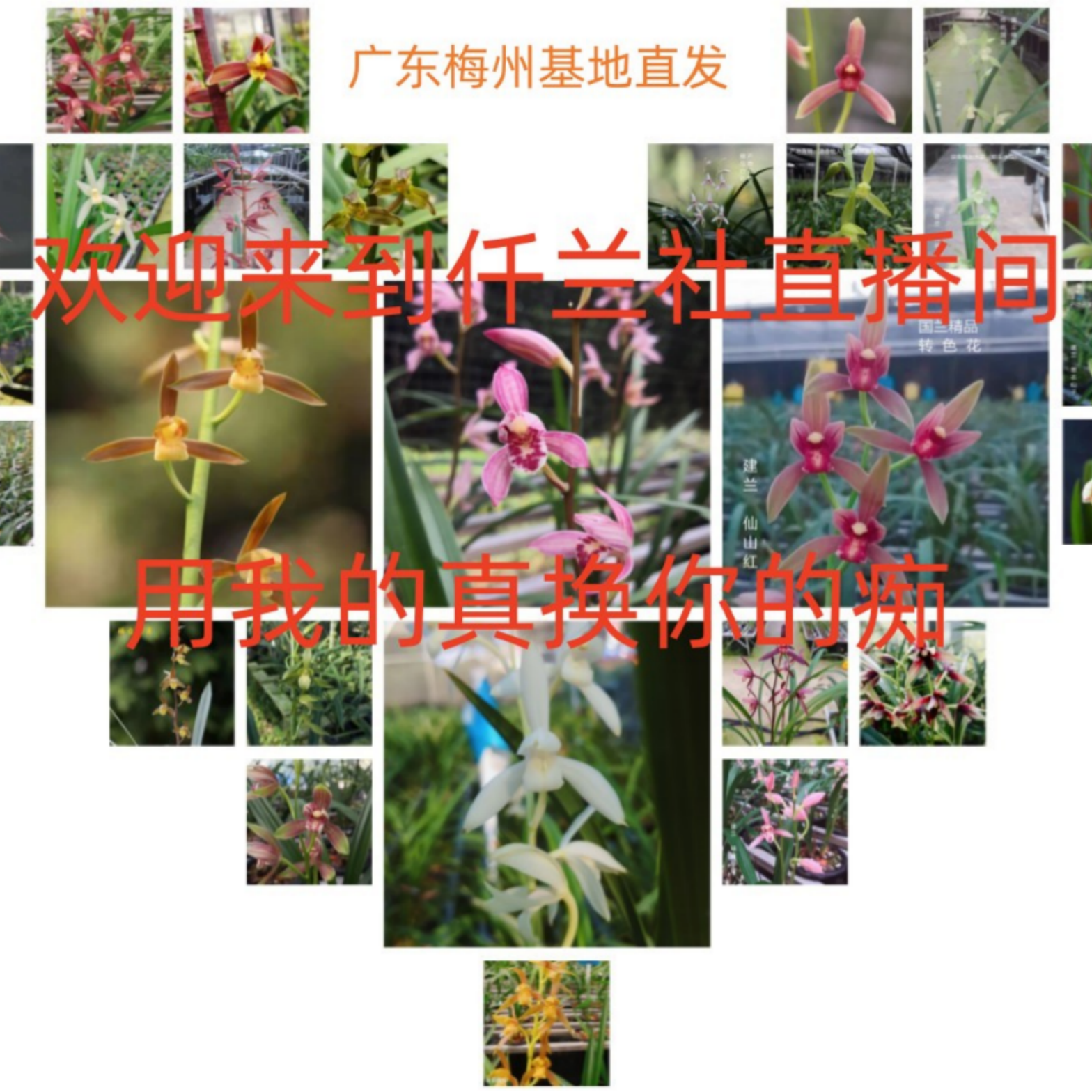 直播链接。主营建兰，墨兰。好养活室内花卉植物盆栽