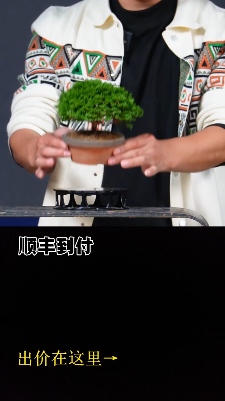 无花朵a290连山桧bubaoyou