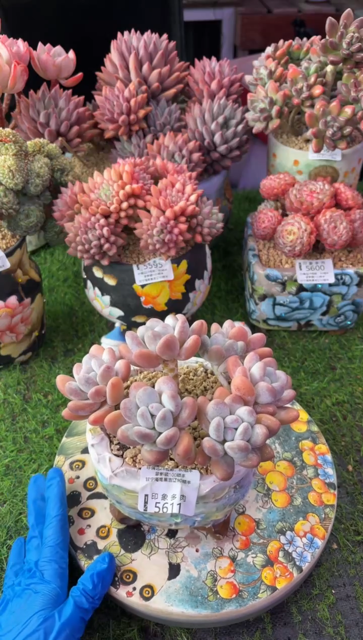 昆明印象多肉5611