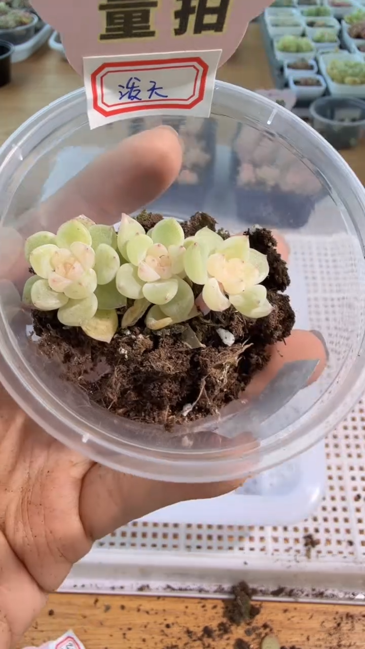 泼天财富 单双混 3颗量拍混发 满9.9包邮小圆盒