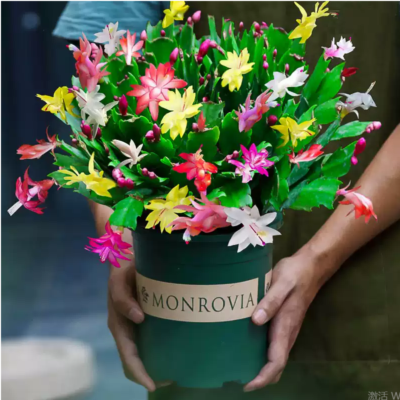 混色蟹爪兰带花苞发货四季开花好养绿植室内盆栽年宵花