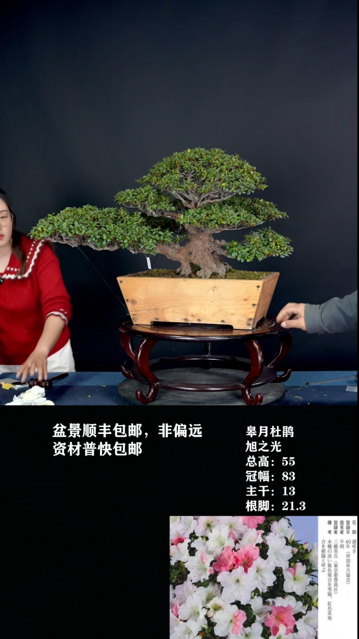 无花朵福****）旭之光