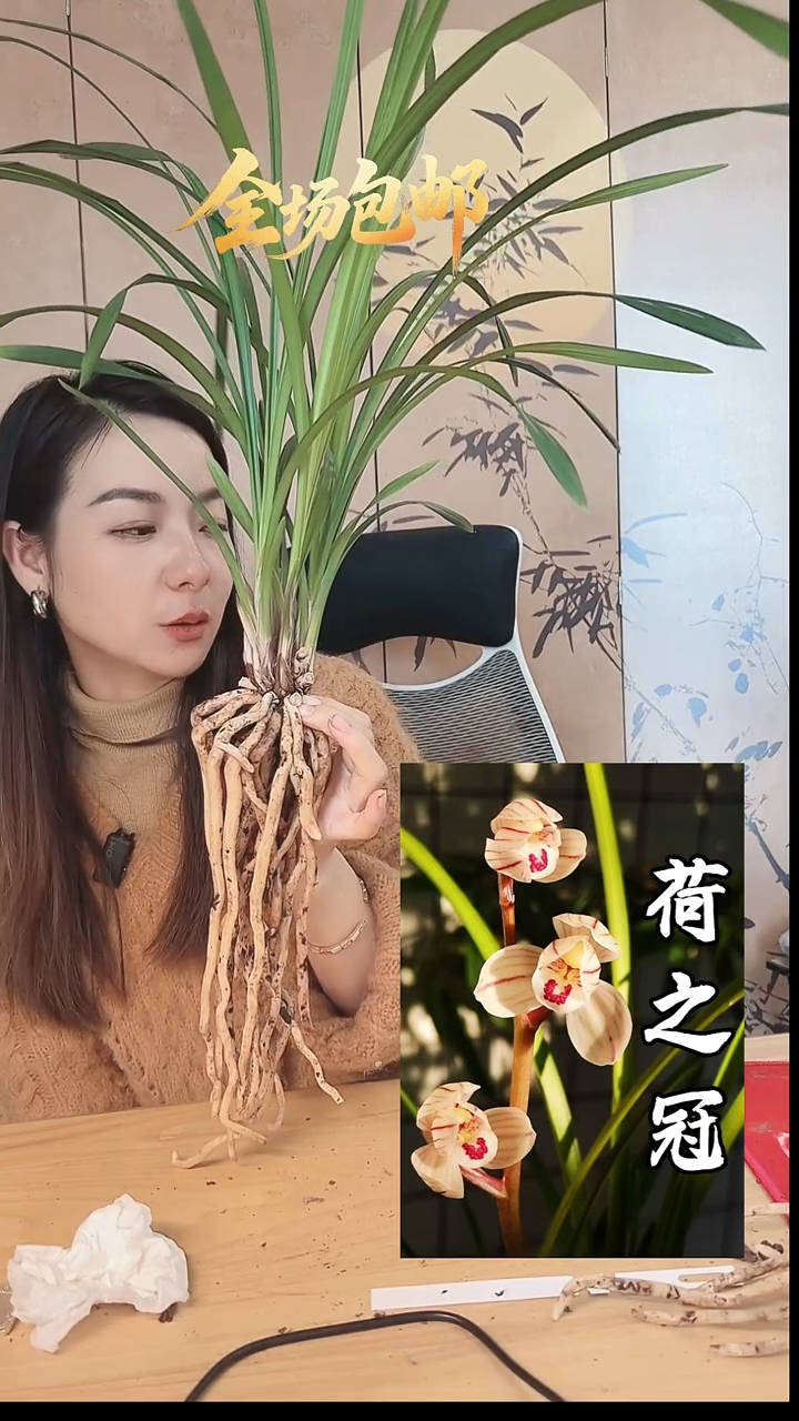 当前无花栽培后可以开花：荷之冠