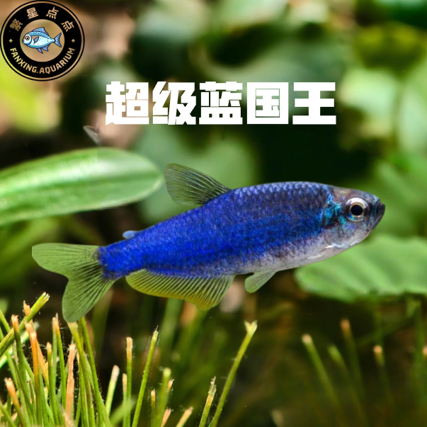 超级蓝凯瑞超级蓝国王南美热带观赏鱼小型灯科鱼高端淡水新手活鱼