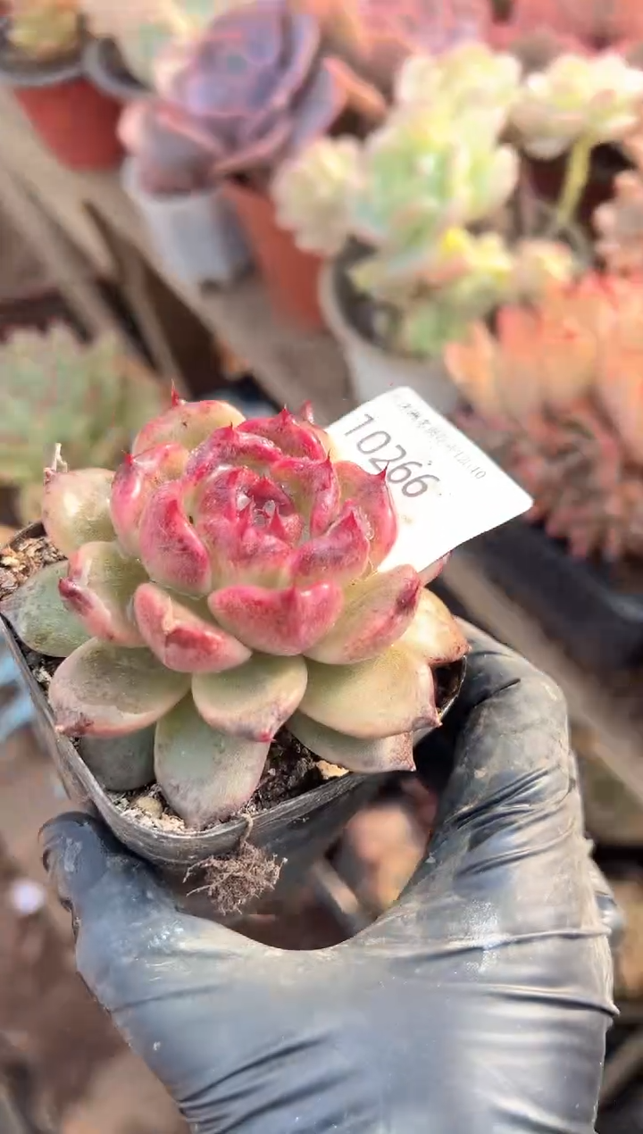 付多肉植物一物一拍10266