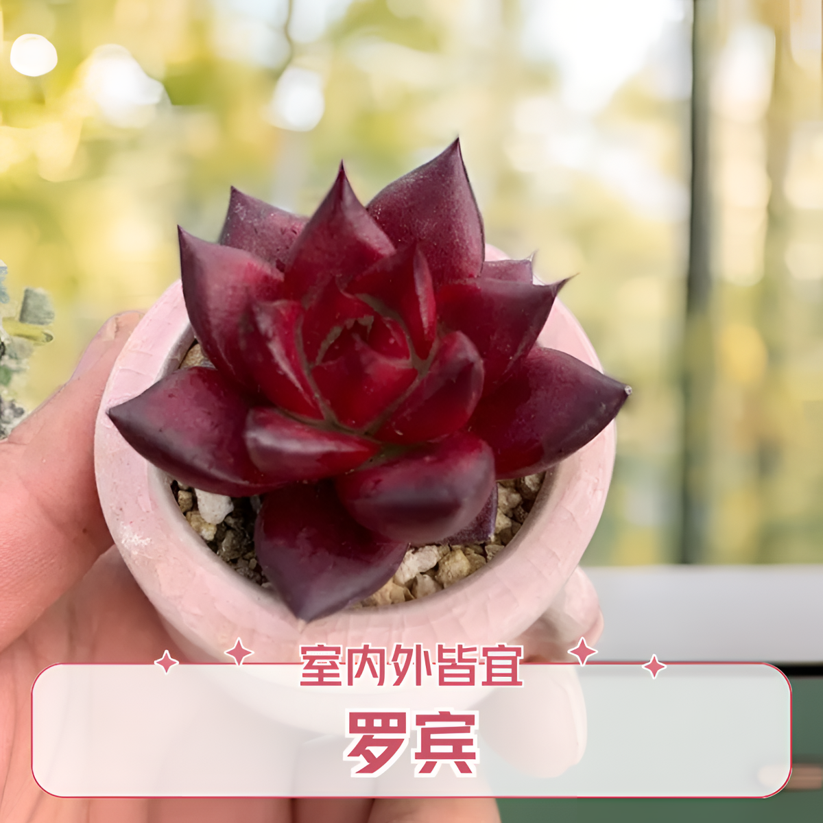 超红罗宾网红迷你小多肉植物盆栽绿植花卉好养懒人组合阳台盆栽