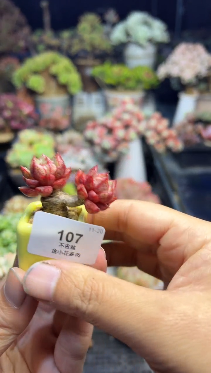 星*107              不带盆