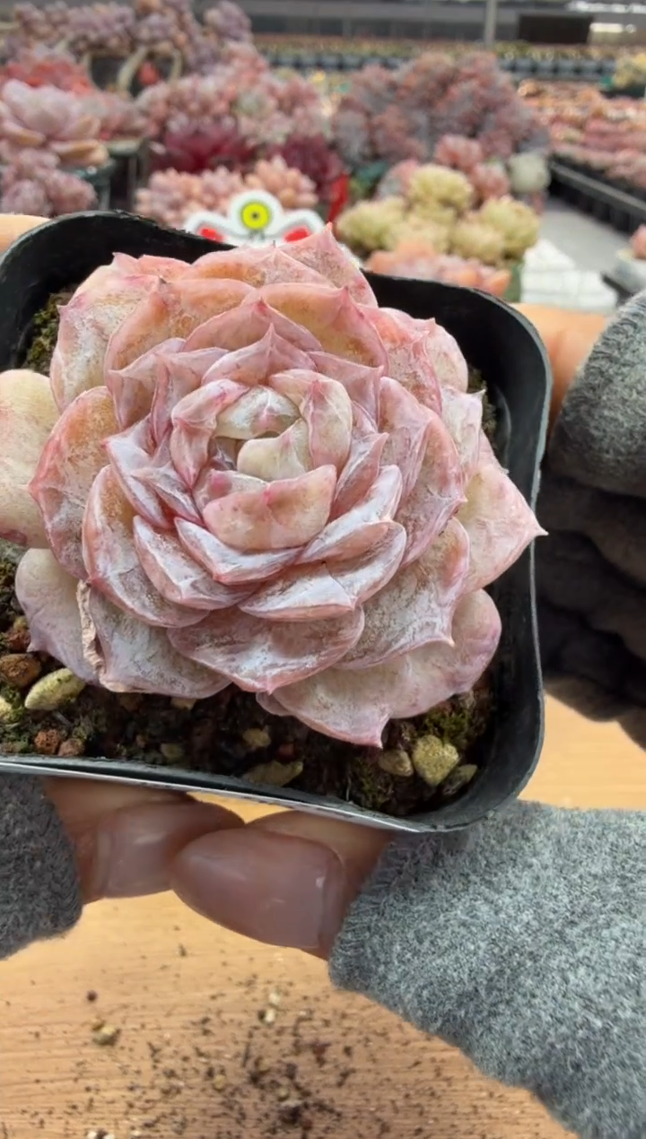 东云多肉园二店-90