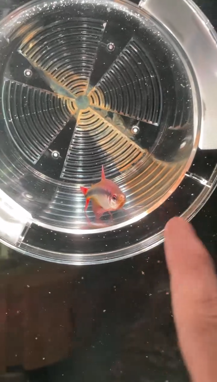 灯科鱼直播专属野皇室青一条