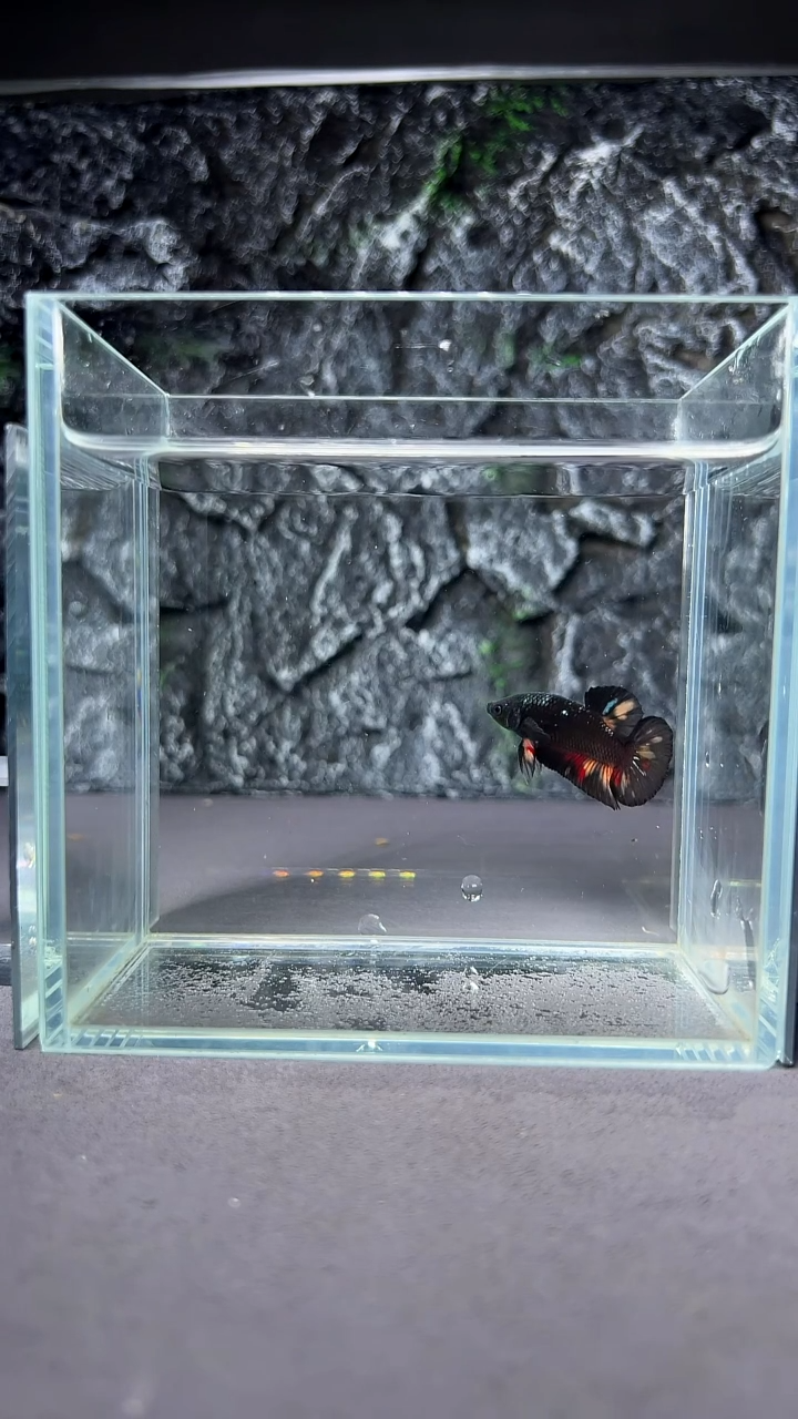 斗鱼竞拍链接A094