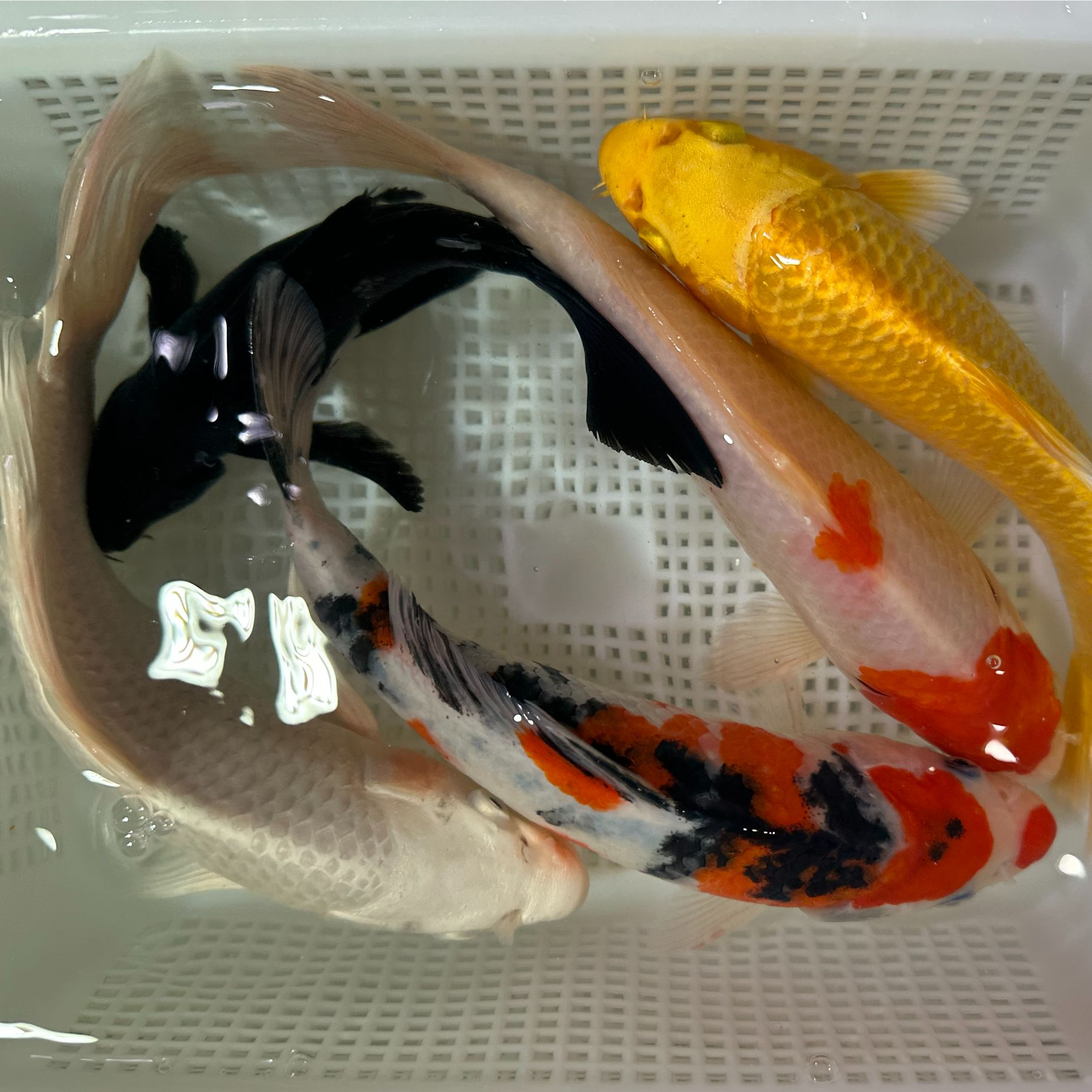 15-18cm锦鲤草金混搭冷水鱼包邮